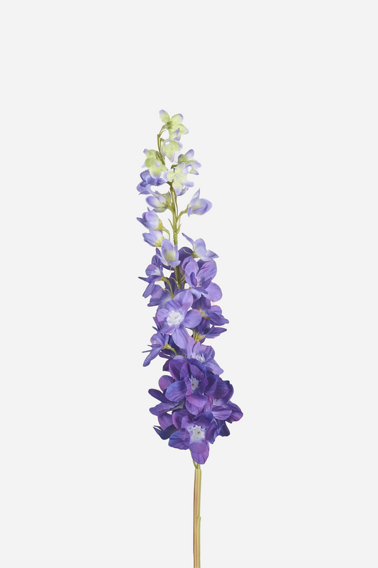 Big Swallow Dark Purple