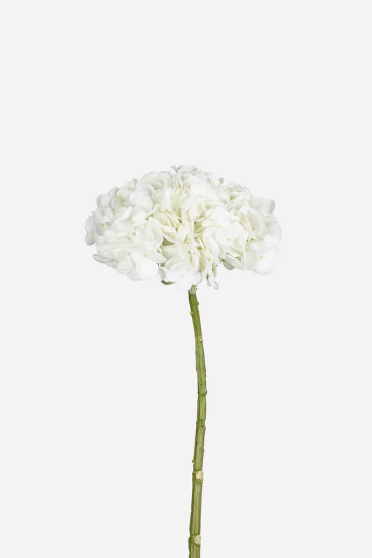 Hydrangea White